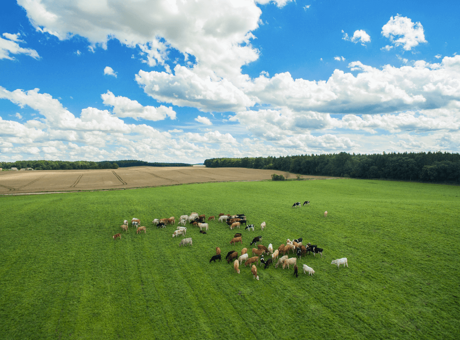 drones for livestock