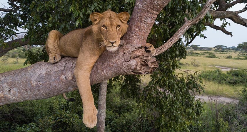 Jacob tree-lion conservation