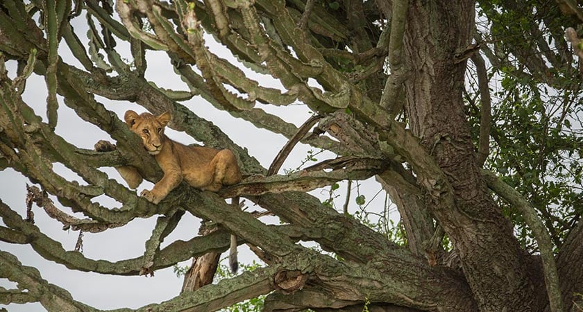 a lion rest on the tree-lion conservation