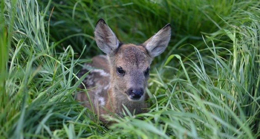 Fawn Rescue 2