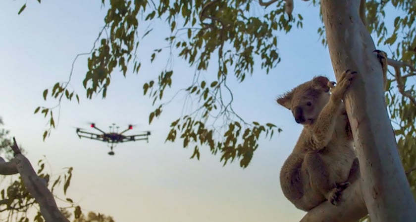 drones conservación del koala en australia