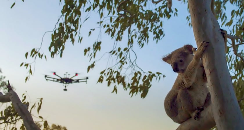 Koala in tree + M600