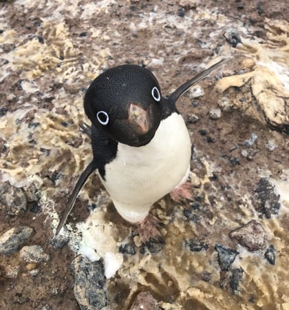 Penguin up close