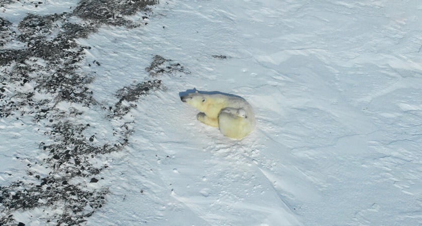 Polar bear and two cubs