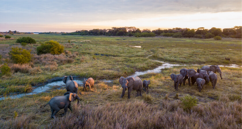 Elephant herd