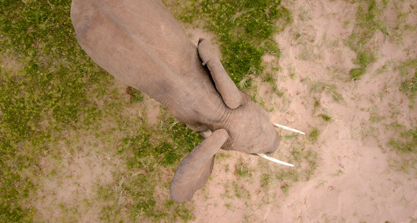 Elephant overhead