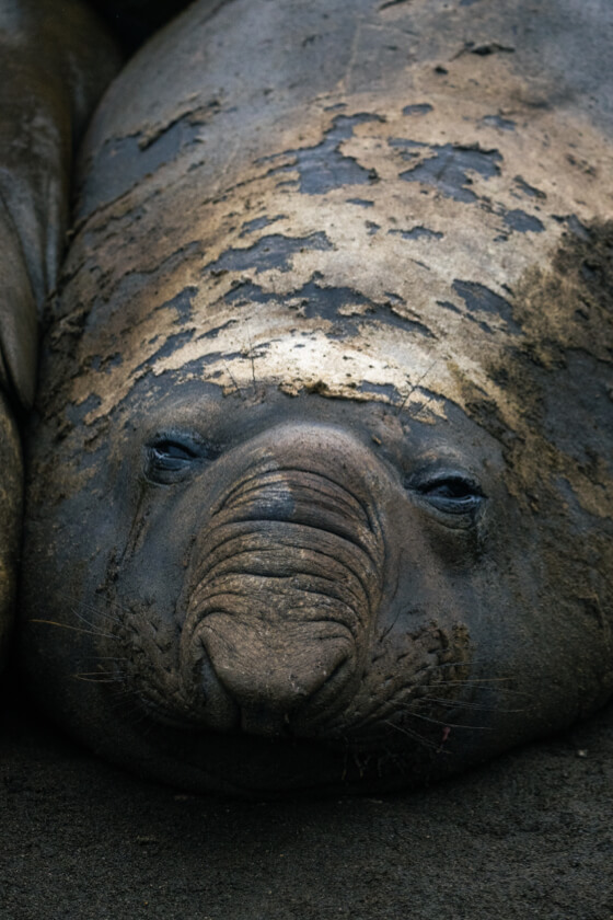 World Conservation Society Chile - Elephant Seal