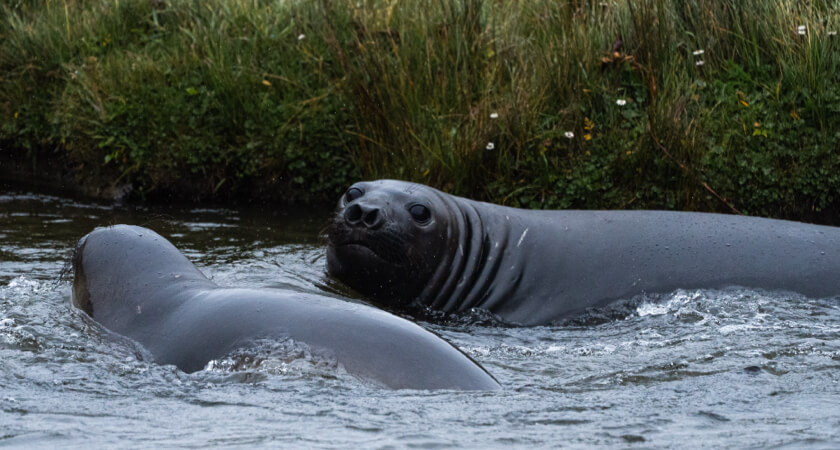 World Conservation Society Chile - Leopard Seals