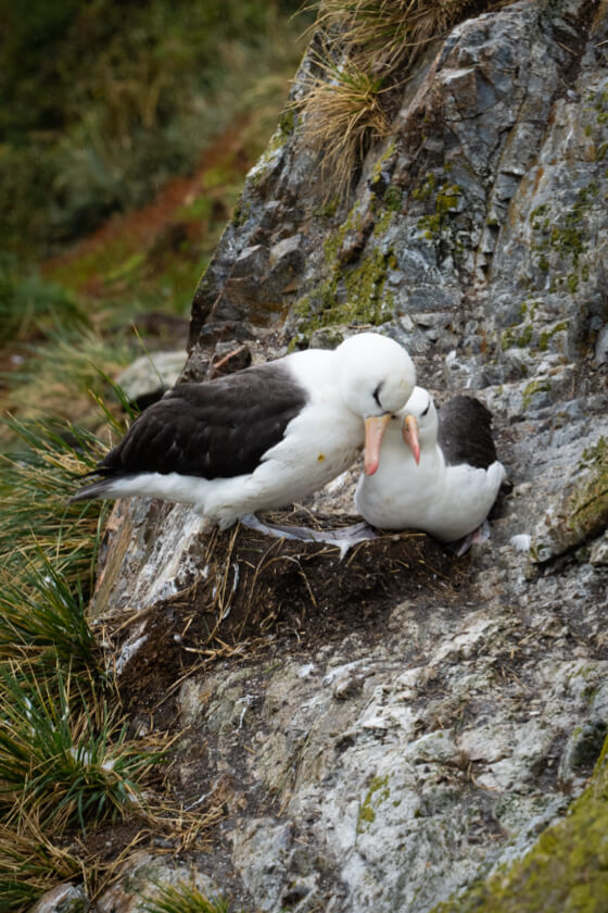 World Conservation Society Chile - Two Black-browed Albatrosses