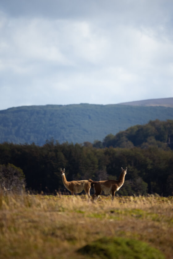 World Conservation Society Chile - Two Guanacos