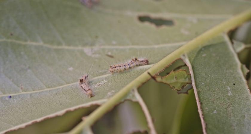 Maldives - Hairy Caterpillars