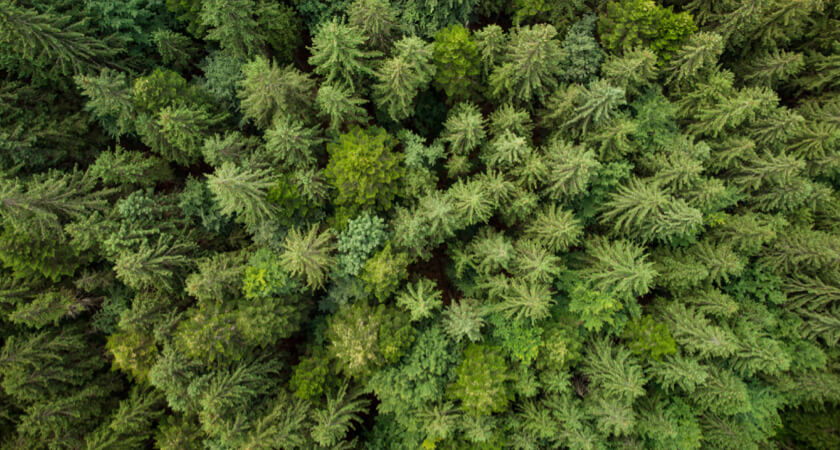 Multispectral and LiDAR Drones Deployed to Protect the Monarch Butterfly - Fir Trees