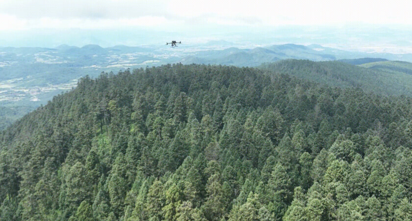 Multispectral and LiDAR Drones Deployed to Protect the Monarch Butterfly - M300 over Oyamel Firs
