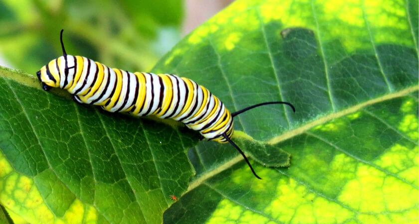 Multispectral and LiDAR Drones Deployed to Protect the Monarch Butterfly - Monarch Butterfly Caterpillar on Milkweed