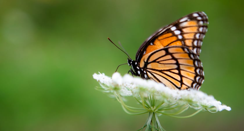 Multispectral and LiDAR Drones Deployed to Protect the Monarch Butterfly - Monarch Butterfly Pollinator