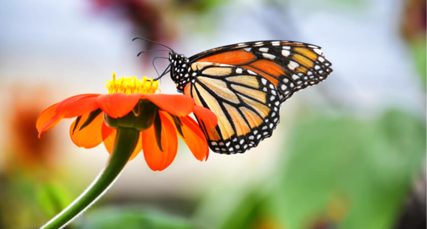 Multispectral and LiDAR Drones Deployed to Protect the Monarch Butterfly - Monarch Butterfly on an Orange Zenia Flower 2