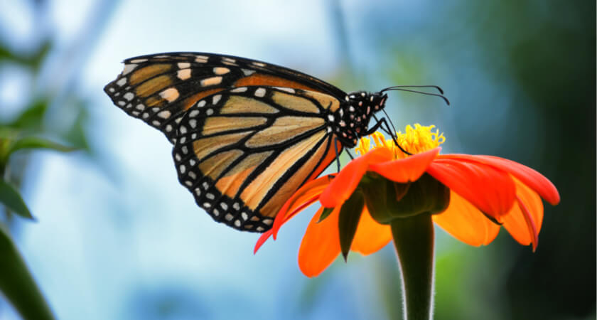 Multispectral and LiDAR Drones Deployed to Protect the Monarch Butterfly - Monarch Butterfly on an Orange Zenia Flower