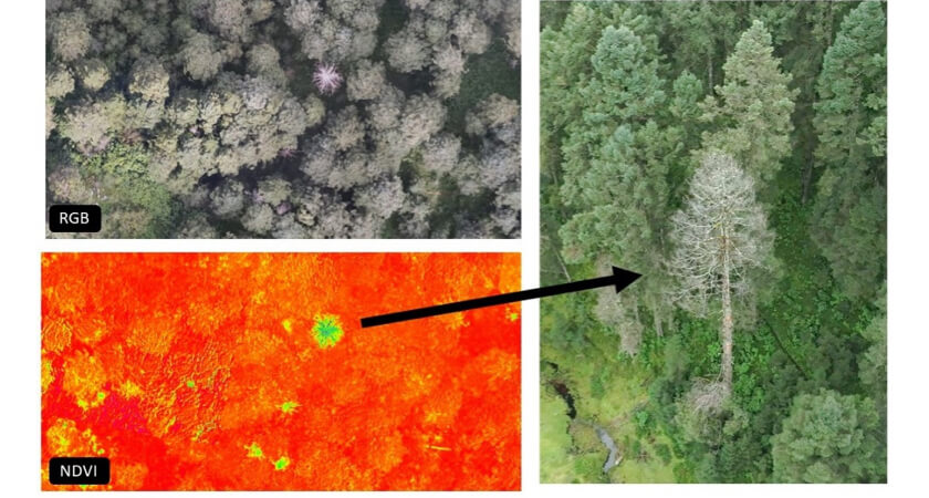 Multispectral and LiDAR Drones Deployed to Protect the Monarch Butterfly - Multispectral Analysis