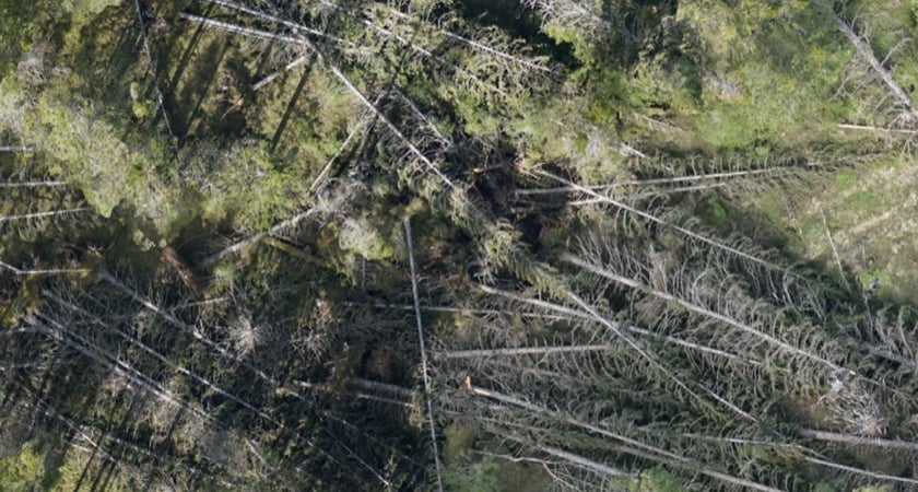 Saving Norway’s Forests Biodrone Deploys M300 RTK and AI to Elevate Forestry Efficiency - Downed Trees