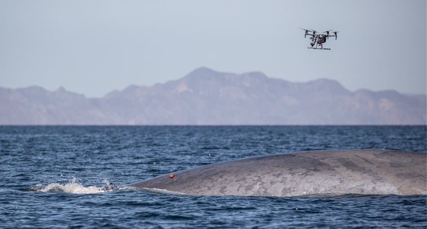 Tagging Whales From Above - Tagged Whale and Drone