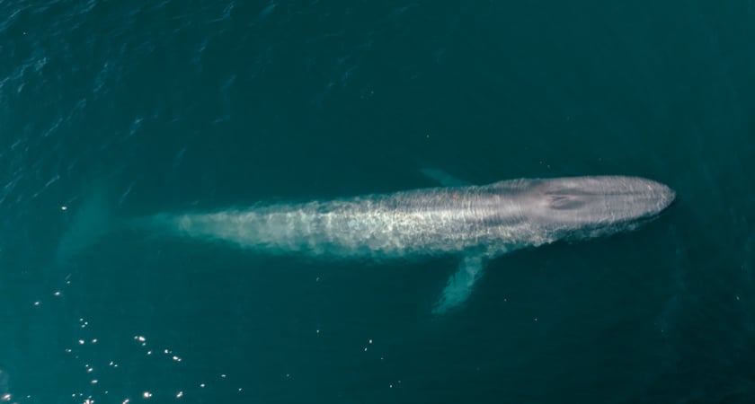 Tagging Whales From Above - Tagged Whale