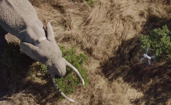 Drone Mara Elephant Project Kenya