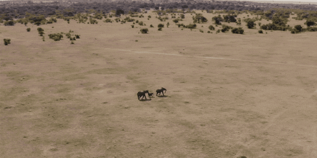 Elephants Drone GIF