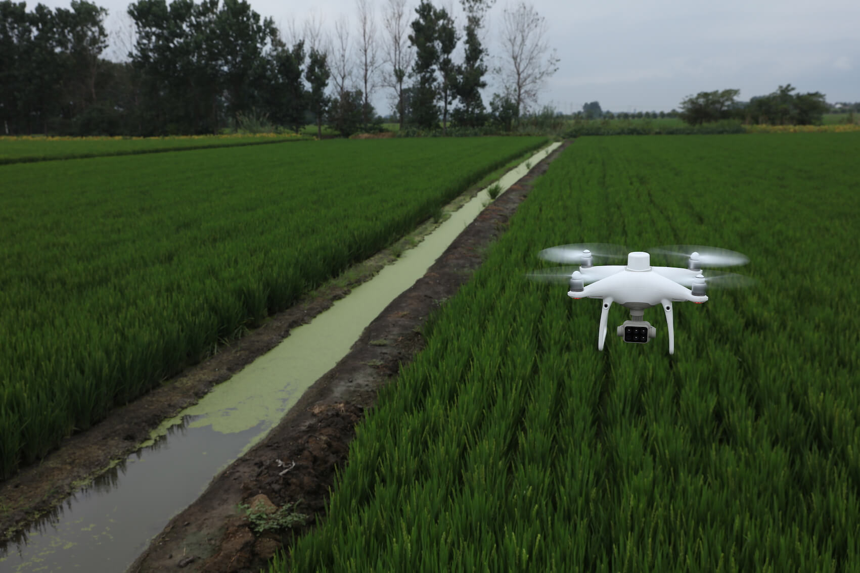 P4 Multispectral precision agriculture