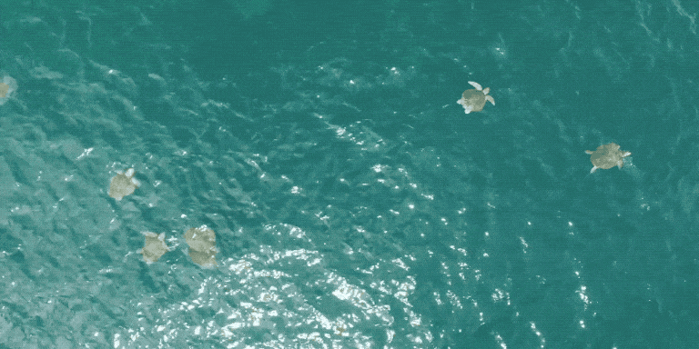 Sea Turtles Drone Research