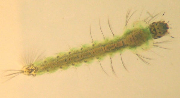 larvae 2