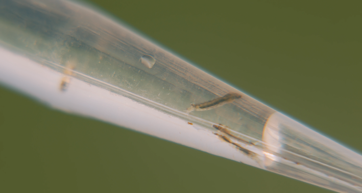 larvae clip